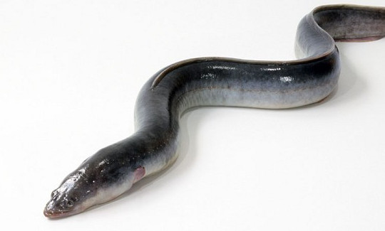 鰻魚是帶魚嗎？鰻魚和帶魚有什么區(qū)別