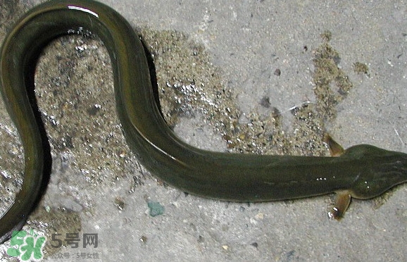 鰻魚是海鮮嗎？鰻魚是海魚嗎