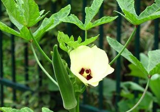 七月份可以種秋葵嗎？黃秋葵可以在7月播種嗎？