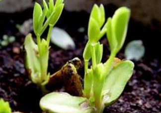 七月份可以種花生嗎？花生七月份可以種植嗎？