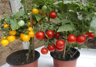 七月份能種西紅柿嗎？七月份大棚能種番茄嗎？