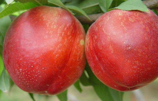 突圍桃是水蜜桃嗎？突圍桃有什么特點(diǎn)