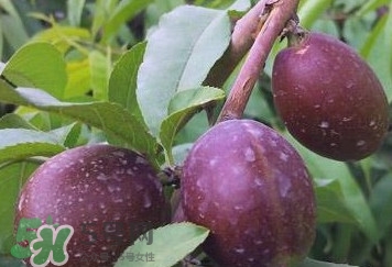 黑桃怎么做好吃？黑桃怎么吃最有營養(yǎng)價值