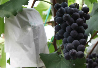 戶太八號葡萄什么時(shí)候套袋？戶太八號葡萄什么月份套袋？