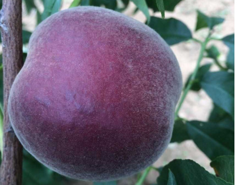 黑桃水果什么時候吃最好？黑桃水果什么時候成熟