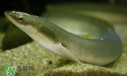 鰻魚是鱔魚嗎？鰻魚是白鱔嗎
