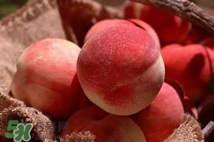 中華血桃什么時(shí)候成熟？中華血桃產(chǎn)地在哪兒