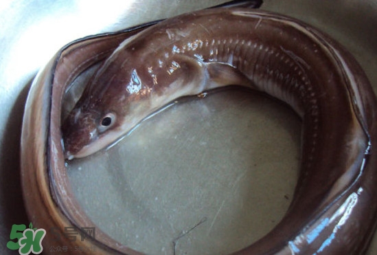 海鰻和河鰻哪個好吃？如何區(qū)分河鰻與海鰻