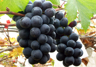 巨峰和夏黑哪個好吃？哪個貴？有什么區(qū)別？