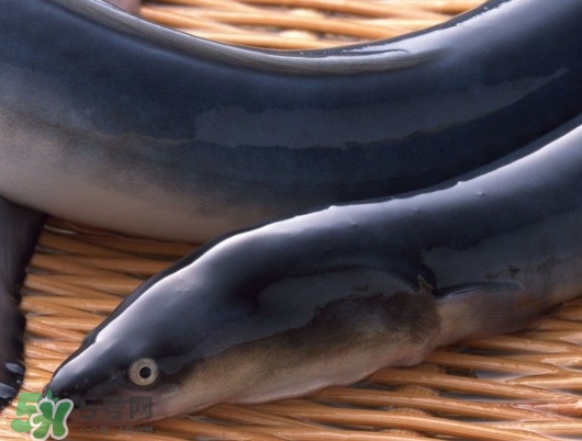 鰻魚是泥鰍嗎？鰻魚與泥鰍什么區(qū)別