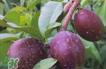 黑桃是什么水果？吃黑桃有什么好處？