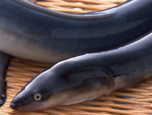 鰻魚是帶魚嗎？鰻魚和帶魚有什么區(qū)別