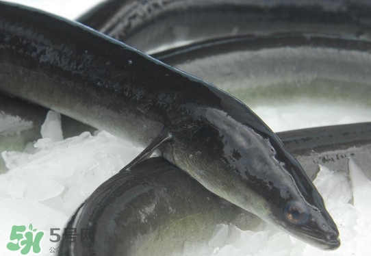 海鰻和河鰻哪個好吃？如何區(qū)分河鰻與海鰻