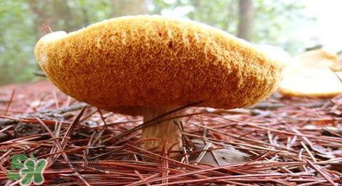 猴頭菇怎樣吃治胃??？猴頭菇能治胃病嗎？