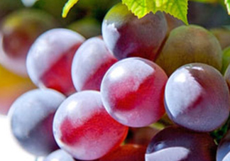 巨峰葡萄和葡萄有什么區(qū)別？巨峰葡萄是轉(zhuǎn)基因的嗎？