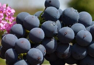 夏黑葡萄皮能吃嗎？夏黑葡萄怎么吃？