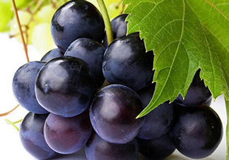 玫瑰香葡萄多少錢一斤？玫瑰香葡萄多少錢一斤2017？