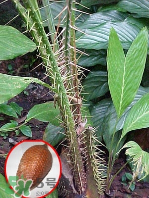 蛇皮果孩子能吃嗎？蛇皮果怎么清洗干凈？