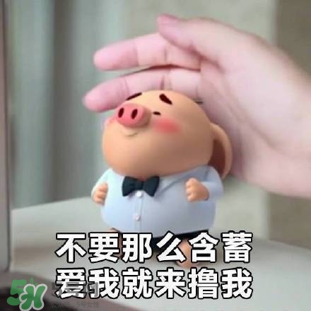豬小屁表情包是什么？豬小屁表情包為什么這么火？