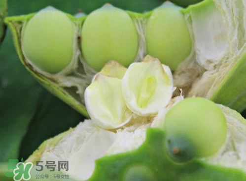 蓮蓬可以泡水喝嗎？蓮蓬泡水的功效與作用