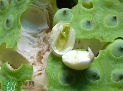 蓮蓬可以泡水喝嗎？蓮蓬泡水的功效與作用