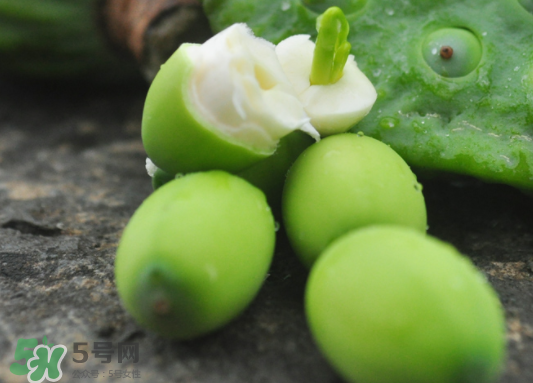 蓮蓬是水果嗎？蓮蓬是水果還是蔬菜？