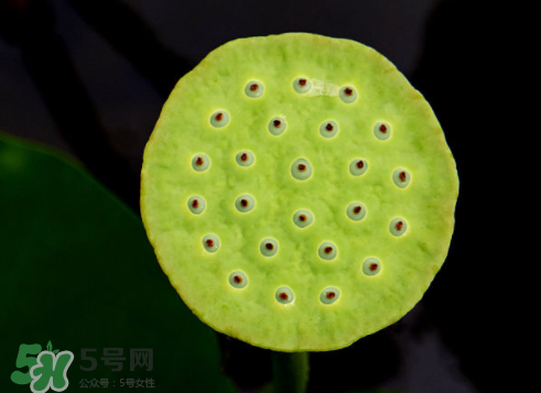 吃蓮蓬長胖嗎？吃蓮蓬會胖嗎？