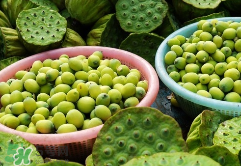 吃蓮蓬長胖嗎？吃蓮蓬會胖嗎？