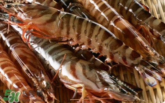 斑節(jié)蝦是九節(jié)蝦嗎？斑節(jié)蝦和九節(jié)蝦的區(qū)別