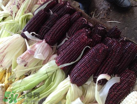 紫玉米會(huì)掉色嗎？紫玉米怎么會(huì)掉色？
