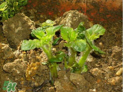 7月份能種土豆嗎？土豆7月怎樣種植？