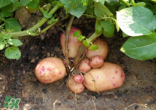 7月份能種土豆嗎？土豆7月怎樣種植？