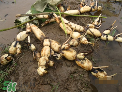 7月份能種蓮藕嗎？蓮藕幾月份種植？