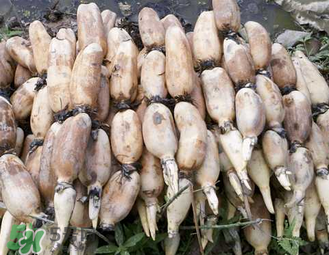 7月份能種蓮藕嗎？蓮藕幾月份種植？