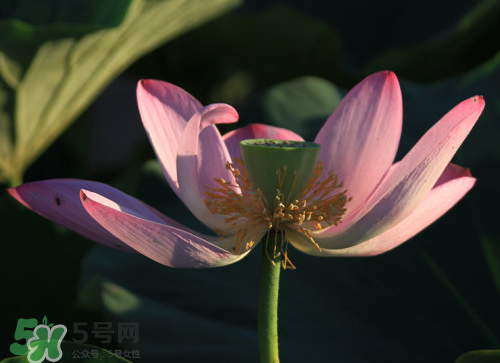 蓮蓬是什么樣子？蓮蓬是怎么長出來的？