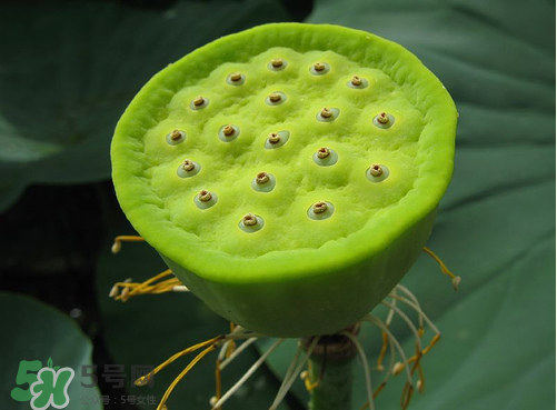 蓮蓬是什么樣子？蓮蓬是怎么長出來的？