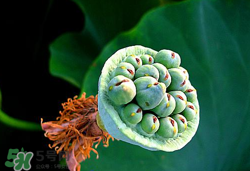 蓮蓬是涼性的嗎？蓮蓬是熱性還是涼性？