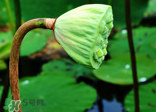 蓮蓬是涼性的嗎？蓮蓬是熱性還是涼性？