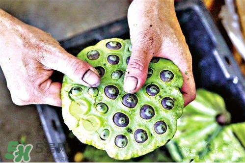 蓮蓬是涼性的嗎？蓮蓬是熱性還是涼性？