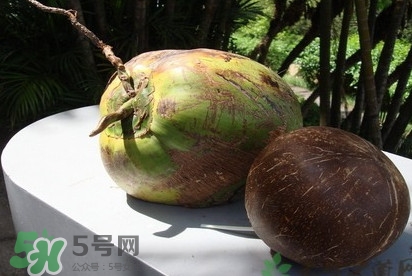 椰子什么時候成熟？椰子什么時候吃最好