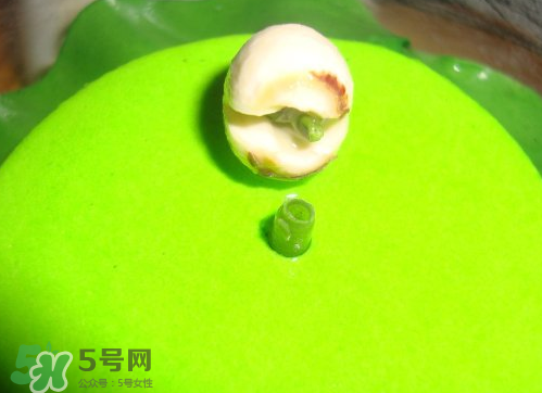 新鮮蓮子可以種嗎？新鮮蓮子能種出荷花嗎？