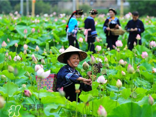 新鮮蓮子可以種嗎？新鮮蓮子能種出荷花嗎？