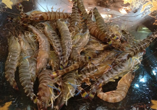 斑節(jié)蝦是九節(jié)蝦嗎？斑節(jié)蝦和九節(jié)蝦的區(qū)別