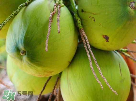 椰青是什么時候成熟？椰青和椰子哪個好喝