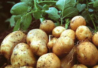 7月份能種土豆嗎？土豆7月怎樣種植？