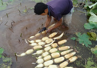 7月份能種蓮藕?jiǎn)幔可徟簬自路莘N植？