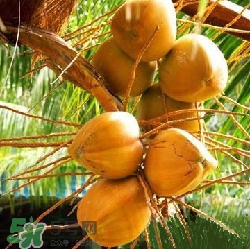 椰子什么時候成熟？椰子什么時候吃最好