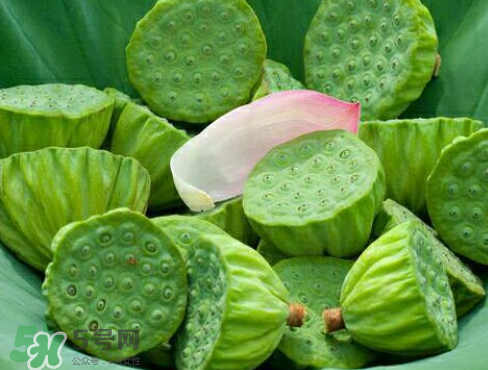 新鮮蓮子多少錢一斤？新鮮蓮子哪里有賣？