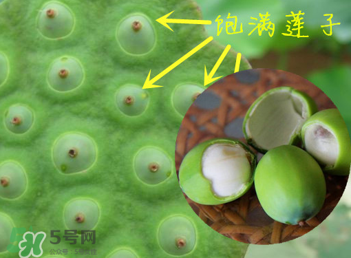 新鮮蓮子有什么功效？新鮮蓮子一次吃多少？