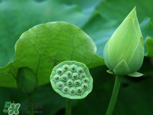 新鮮蓮蓬可以去胎毒嗎？蓮蓬煮水可以去胎毒嗎？